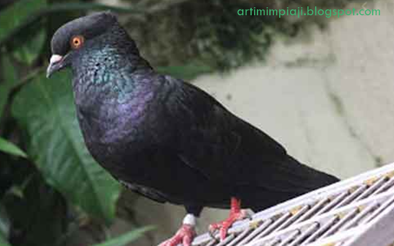 22 Arti Mimpi Tentang Burung Merpati Hitam Menurut Primbon Jawa Dan Islam - Arti  Mimpi