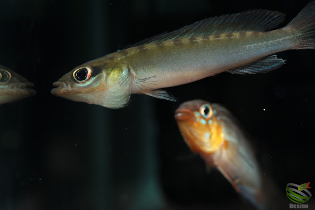 Apistogramma sp. Rotkeil(A. sp. Icana) / Rio Icana