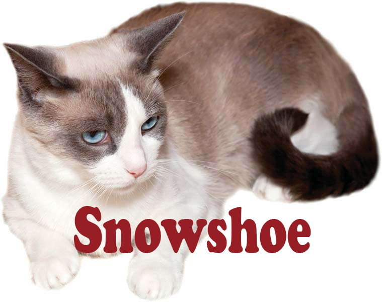 type of cats Snowshoe