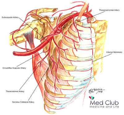 Axillary artery - Med Club
