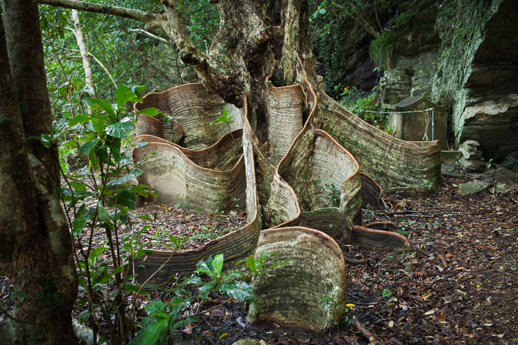 LookingGlass Tree Tea, Water Therapy & Diet Heals Aids Natural Home