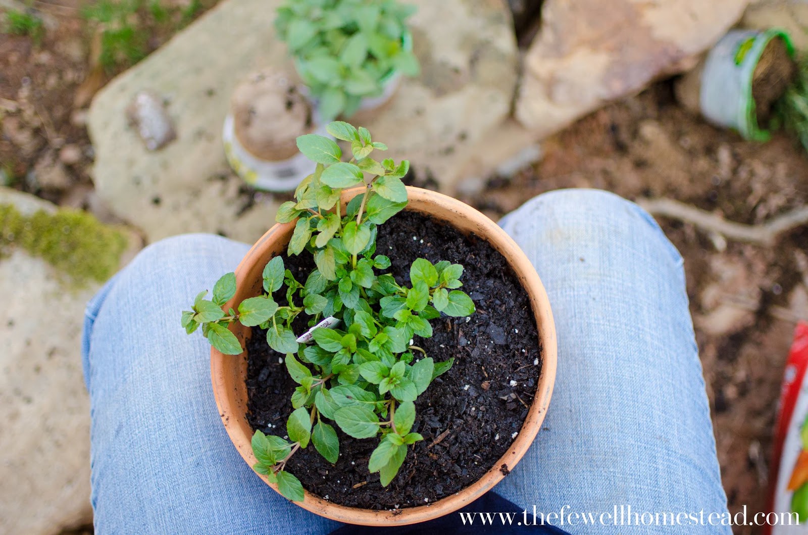 Growing Herbs