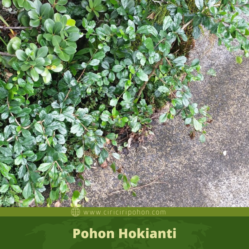 Ciri Ciri Pohon Hokianti Ehretia Microphylla Di Alam Liar Ciriciripohon Com