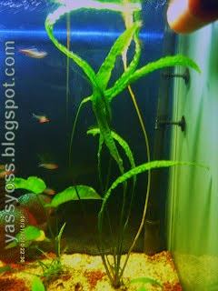 akvaryum hobisi akvaryumu mu nasil kurarim