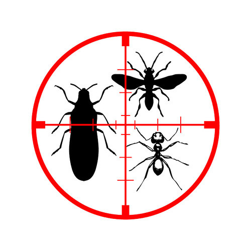Why Pest Control Services Are a True Necessity
