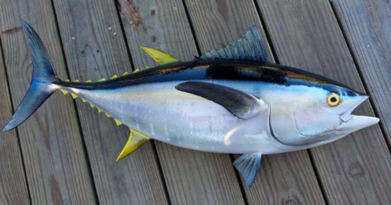 30 Arti Mimpi Tentang Ikan Tuna Menurut Primbon Jawa Dan Islam Arti Mimpi 30 Arti Mimpi Tentang Ikan Tuna Menurut Primbon Jawa Dan Islam Arti Mimpi