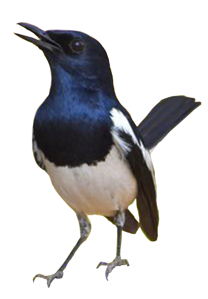  Gambar PNG Gambar Burung Kacer