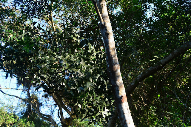 Robsonodendron eucleiforme Robsonodendron eucleiforme
