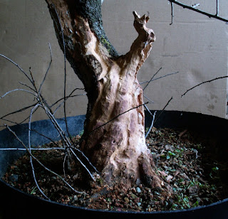 Prunus spinosa, sloe, trnka, bonsai, yamadori, dead wood carving