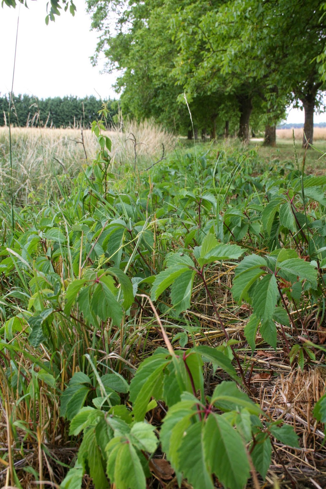 Ma Terre De Bruyere Avez Vous Un Weigelia Plus Beau Que Celui Ci