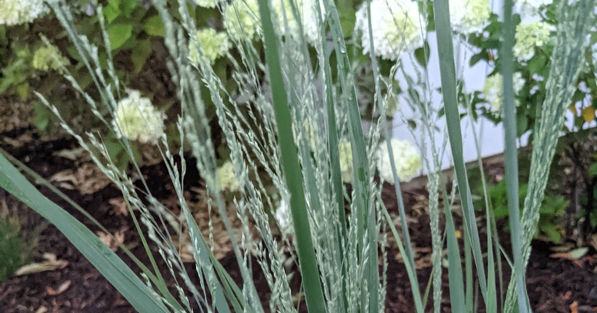 Prairie Winds Totem Pole Switch Grass August 2021