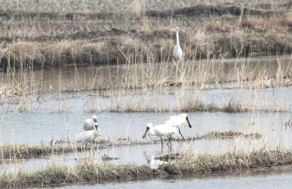 DPRK Waterbirds