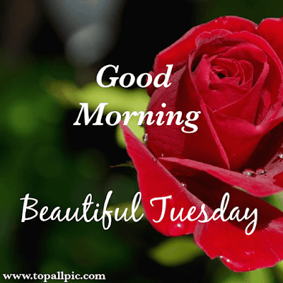 good morning tuesday images good morning tuesday images