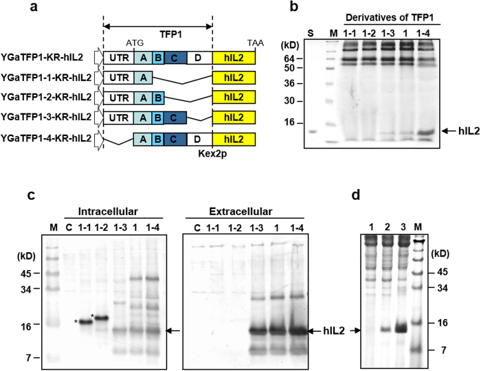 An Efficient GenomeWide Fusion Partner Screening System for Secretion