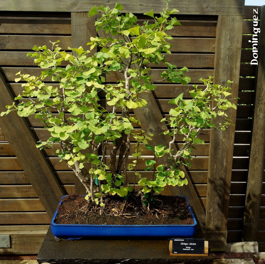 Álbum del tiempo Bonsái Ginkgo biloba