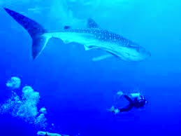 7-Day Placencia Activities Guide — Best Vacation Ever! 18 Remaxvipbelize: swim with me. In Belize