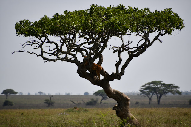 Serengeti National Park safari na Tanzânia