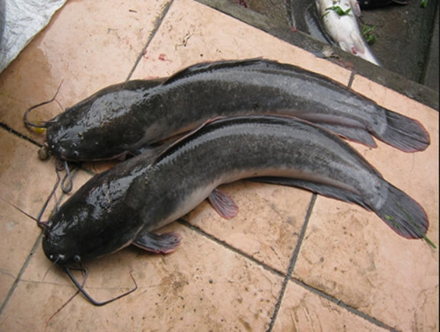 ikan