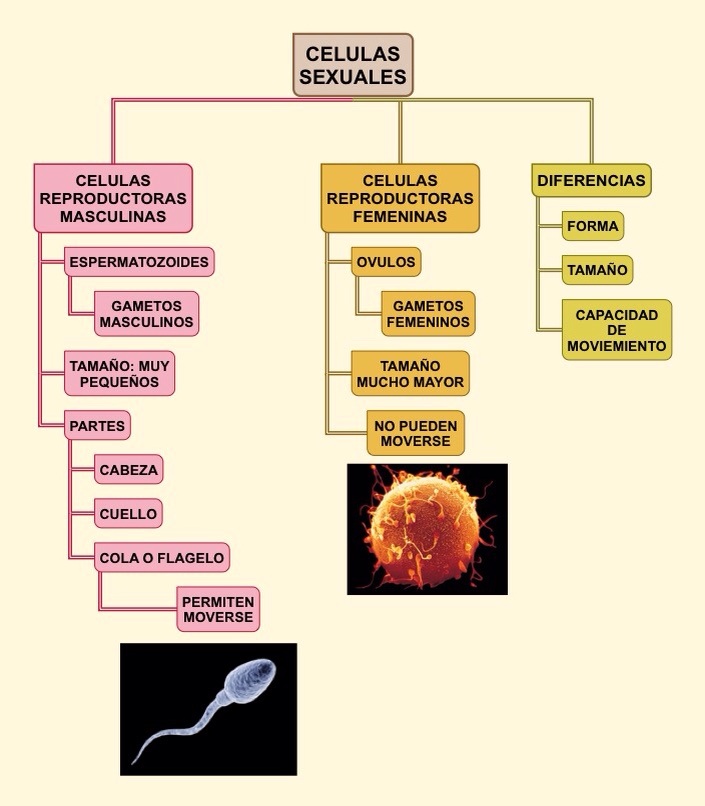 célula reproductora masculina y femenina