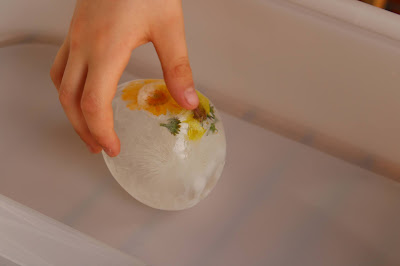 Flores congeladas num ovo de gelo, com uma mão de uma criança