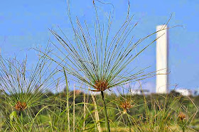 powerplant, papyrus plant