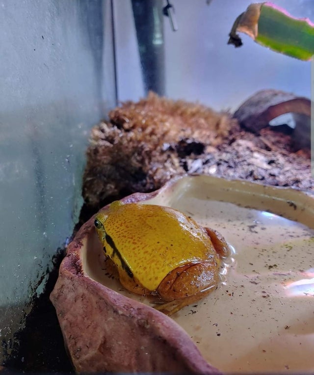 daily timewaster Frog that looks like cheese on a burger