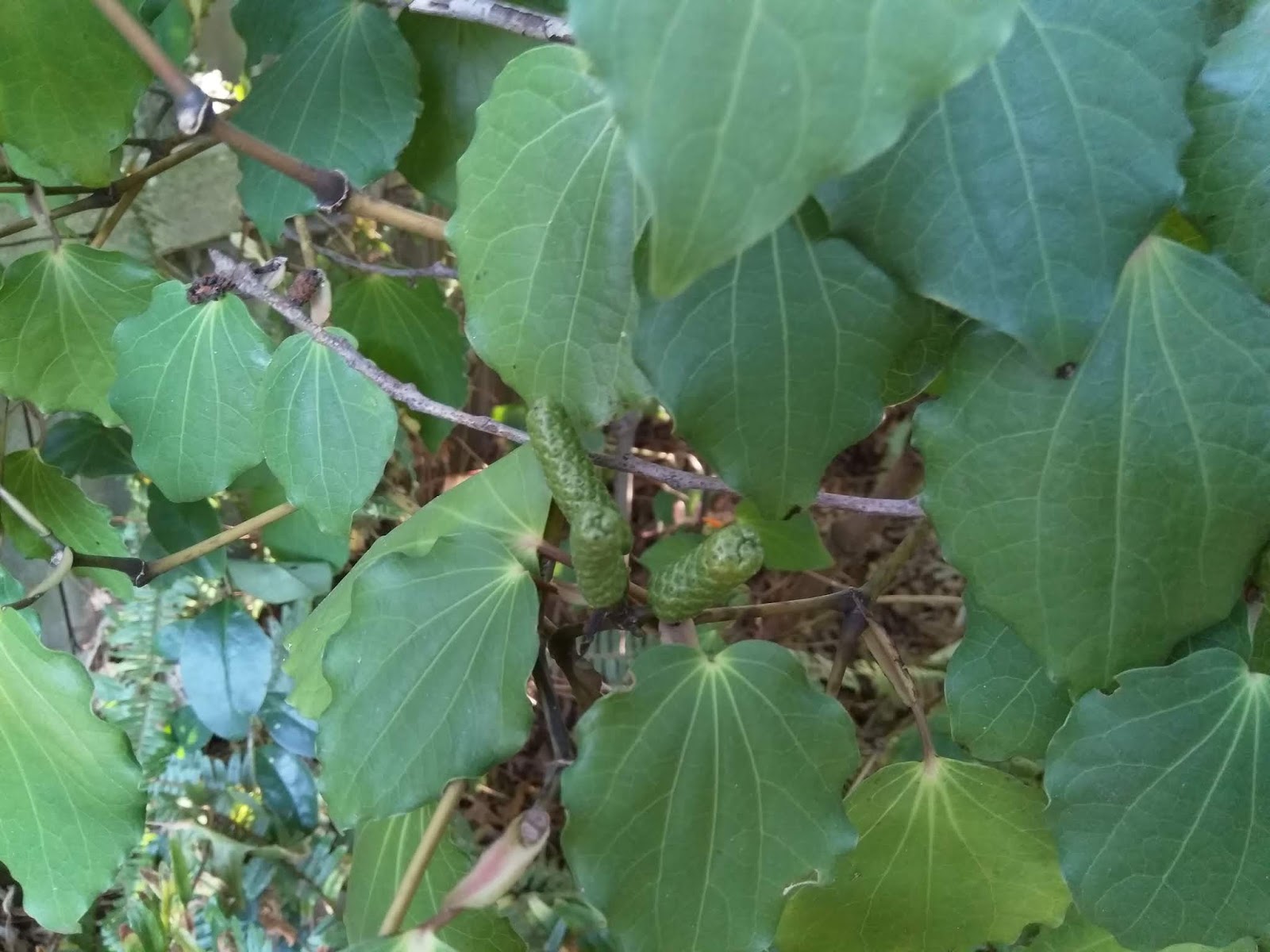 Little notes from Heather and Martin Kawakawa berries