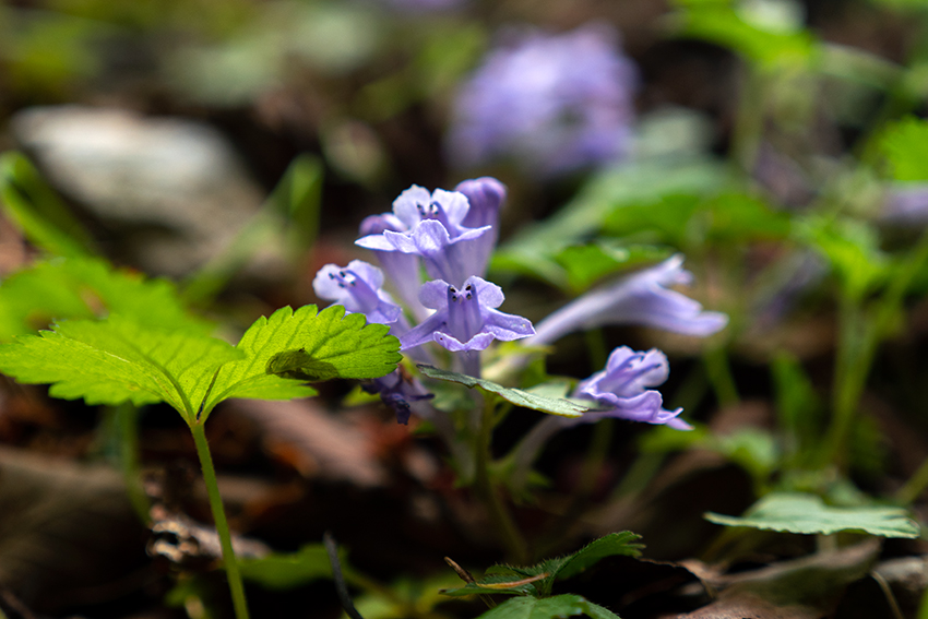 ブログ 日本の固有植物 オウギカズラ(Ogikazura)日本固有種