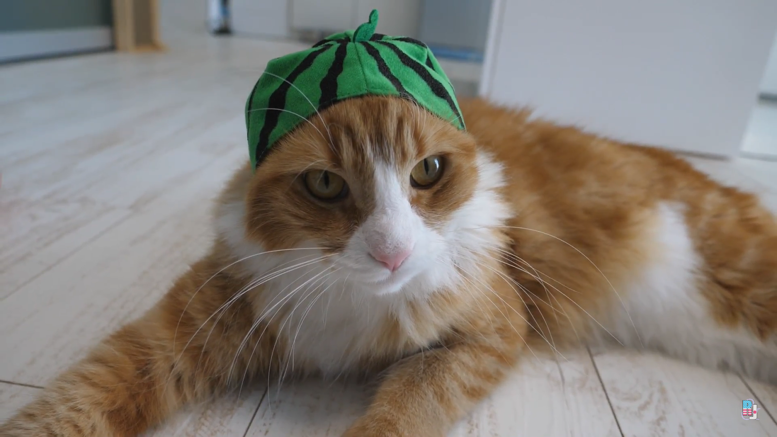 Cat Hats Fruit Style Japanese Gacha Machines