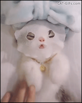 When Your Kitty Has A Better Life Than You Cat Gifs