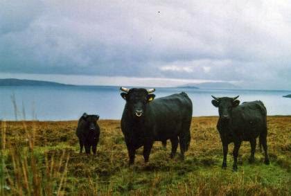 Kerry Cattle