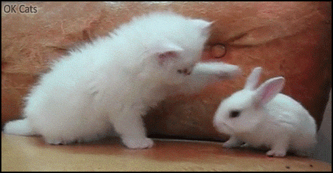 ARTistic Kitten GIF • Naughty white kitten repetitively slapping white baby bunny [ok-cats.com]