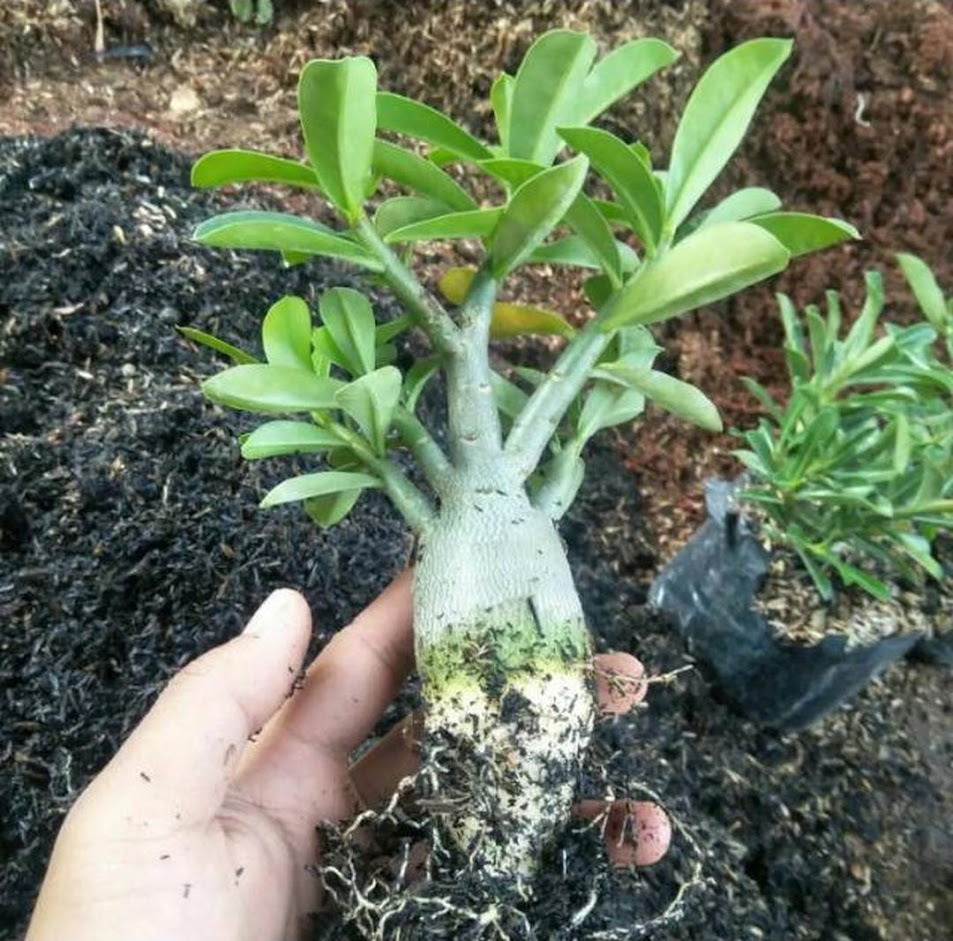 bibit tanaman adenium bunga merah bonggol besar bahan bonsai kamboja jepang Stock Ready Sumatra Selatan