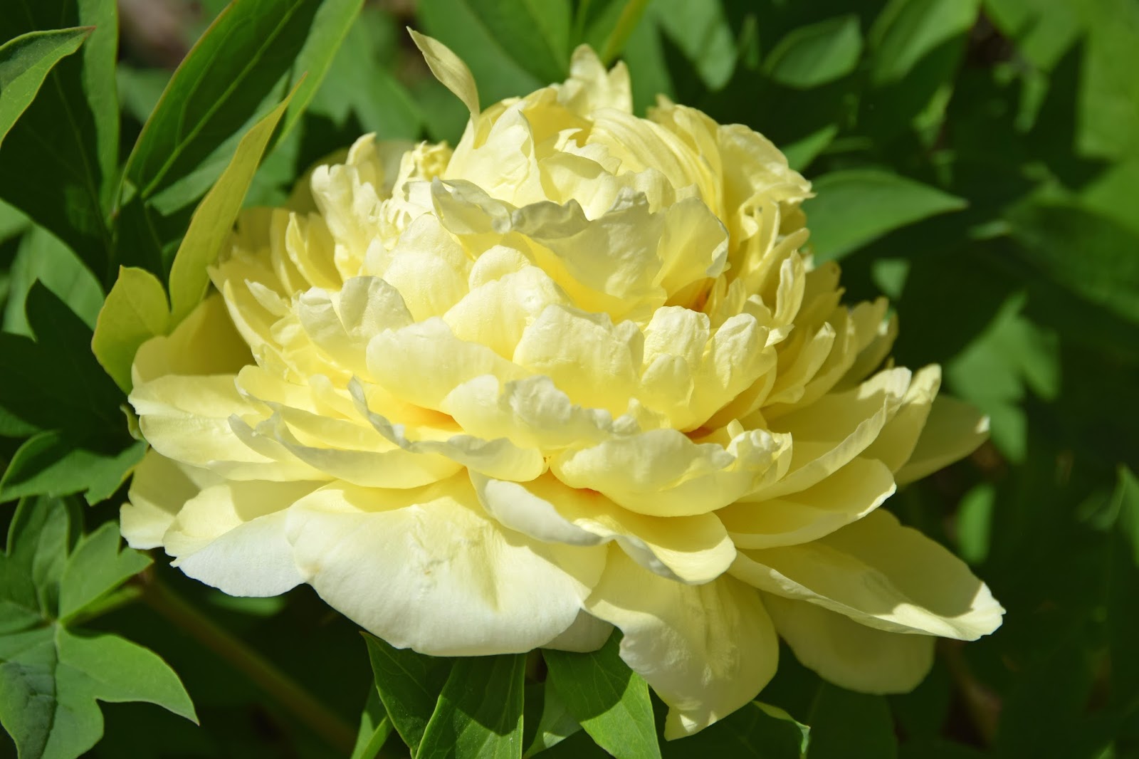 Southern Peony 2018 Intersectional Peony 'Sonoma YeDo' Update