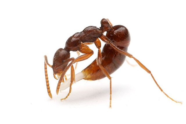mirmecolismo-formigas-rainhas-Machos-fundação-Colônia