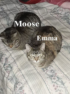 Two kittens, Emma and Moose