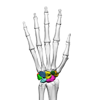 Carpal (tulang pergelangan tangan) Carpal (tulang pergelangan tangan)