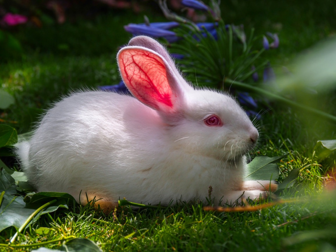 Image Cluster: Rabbit HD Wallpapers for Desktop DownloadRabbit HD