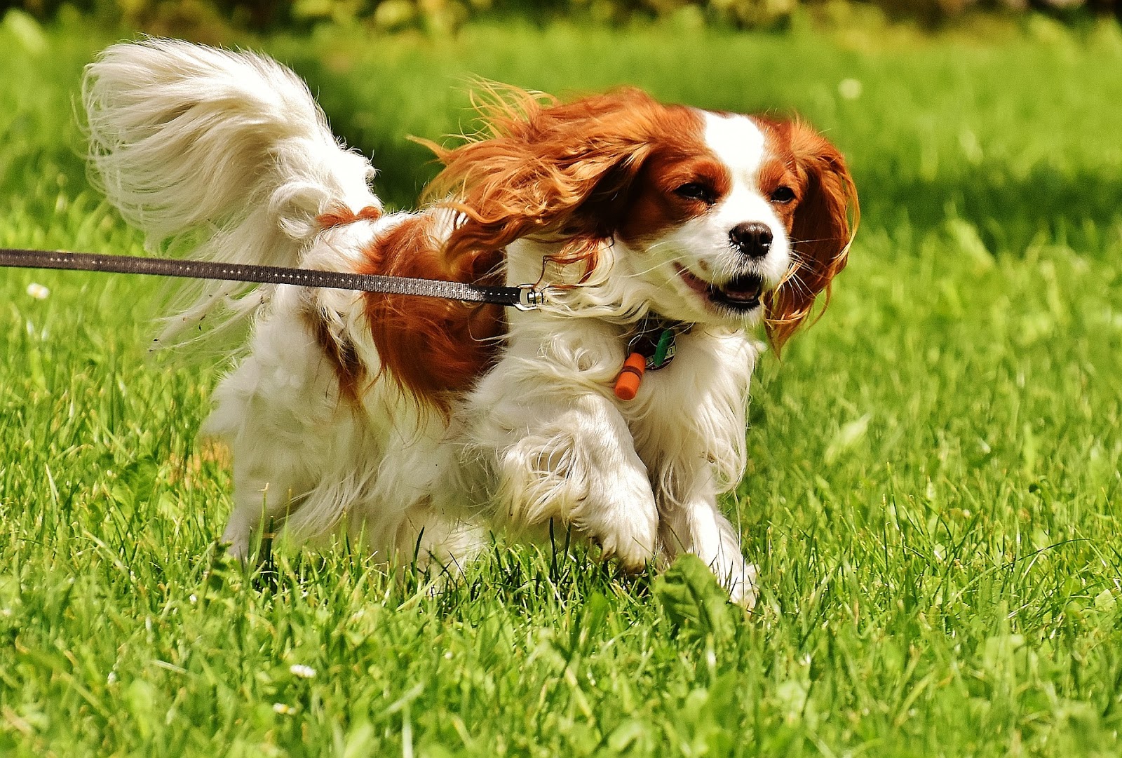 Dogfriendly Parks & Walks in Adelaide Australian Dog Lover