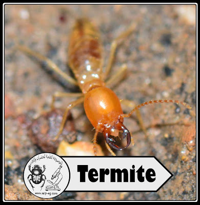 أهمية النمل الأبيض في المنظومة البيئية والأضرار الإقتصادية وطرق المكافحة الفعالة (الجزء الثالث)
