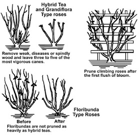 Lucy on Gardening: HOW TO PRUNE HYBRID ROSES WITH STEP BY STEP DIAGRAMS