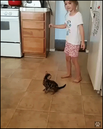 Cute Kitten GIF • Kid doing perfect cartwheel and standing kitty tries to copy her but he can't Cute Kitten GIF • Kid doing perfect cartwheel and standing kitty tries to copy her but he can't