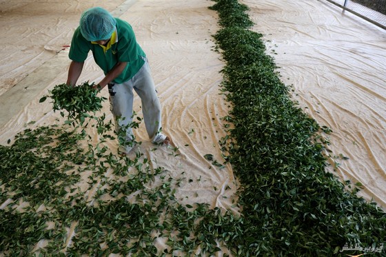 صناعة الشاي في تايلاند
