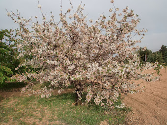 Vídeo I Hanami albaceteño