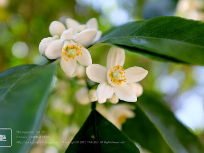 すべての美しい花の画像 夏みかん 花言葉