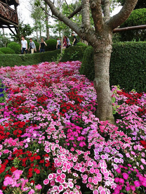 Sea of flowers at Xinshe Castle, Taichung
