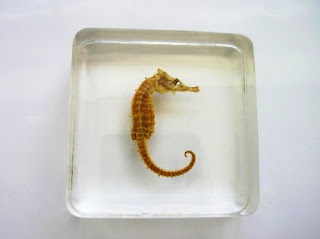 Custom made paperweight containing a Seahorse