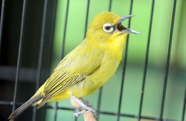 5 Langkah membuat Pleci bersuara Ngeplong kencang - Burung gantangan