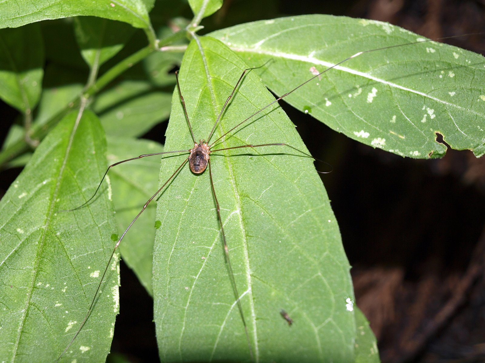 気まぐれ写遊人（金剛山を歩く）: ザトウムシ（座頭虫）