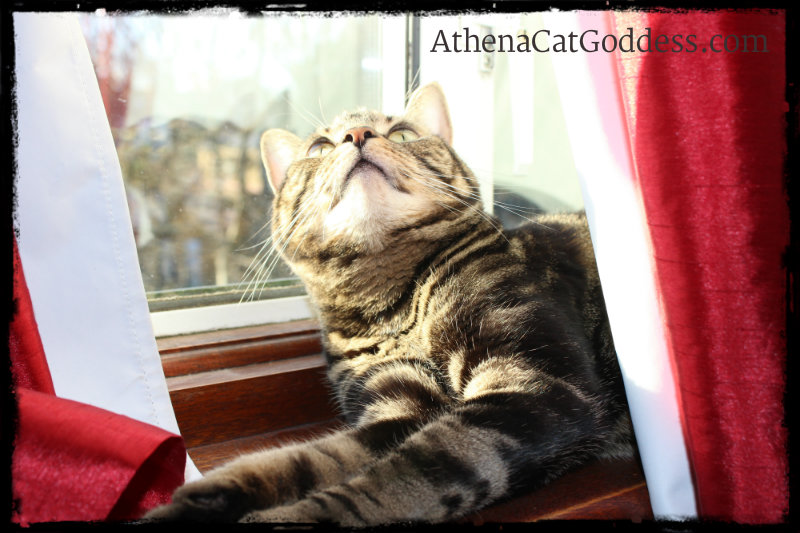 Athena enjoying the sun puddles